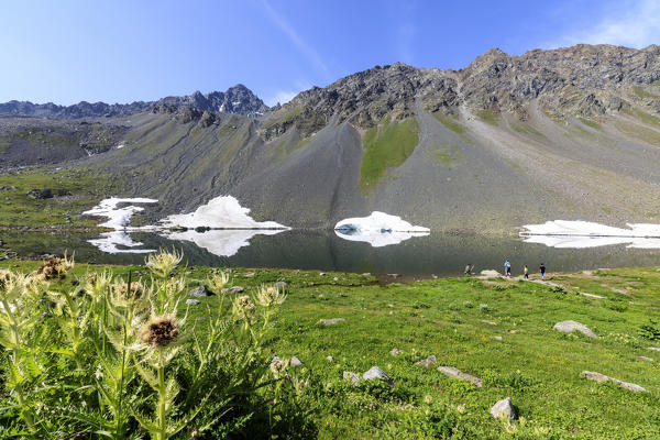 Plants of Cirsium frame the alpine Lake Schottensee Flüela Pass canton of Graubünden Engadine Switzerland Europe