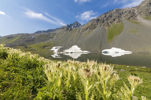 Plants of Cirsium frame the alpine Lake Schottensee Flüela Pass canton of Graubünden Engadine Switzerland Europe