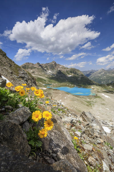 Turquoise lake framed by yellow flowers and rocky peaks Joriseen Jörifless Pass canton of Graubünden Engadin Switzerland Europe