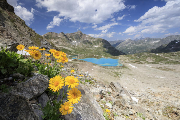 Turquoise lake framed by yellow flowers and rocky peaks Joriseen Jörifless Pass canton of Graubünden Engadin Switzerland Europe