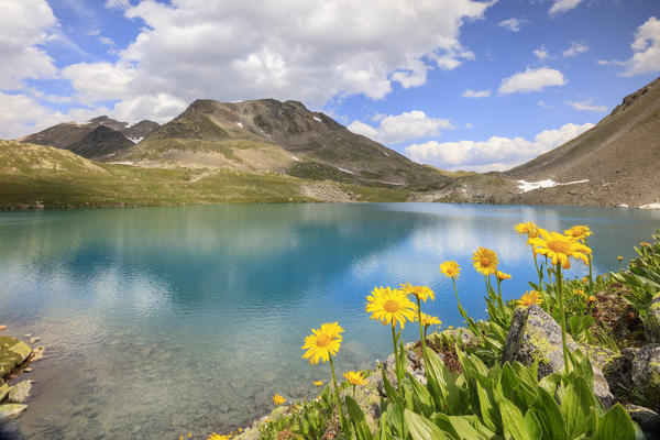 Turquoise lake framed by yellow flowers and rocky peaks Joriseen Jörifless Pass canton of Graubünden Engadin Switzerland Europe