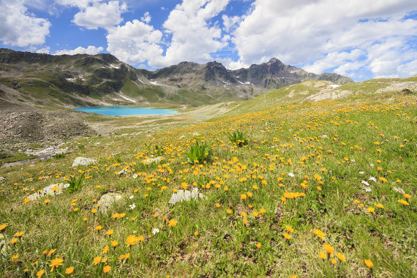 Turquoise lake framed by yellow flowers and rocky peaks Joriseen Jörifless Pass canton of Graubünden Engadin Switzerland Europe