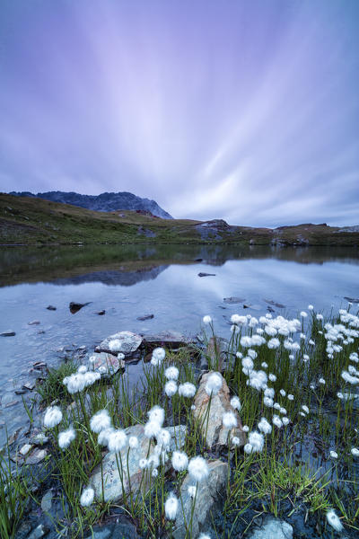 Laghetto Alto Scorluzzo framed by cotton grass at sunrise Bormio Braulio Valley Valtellina Lombardy Italy Europe