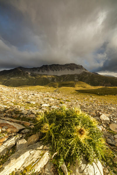 Thistle flowers and rocky peaks framed by clouds at sunrise Braulio Valley Stelvio Pass Valtellina Lombardy Italy Europe