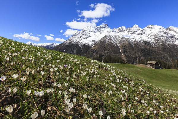 Green meadows covered of blooming crocus framed by snowy peaks in spring Barchi Malenco Valley Valtellina Lombardy Italy Europe