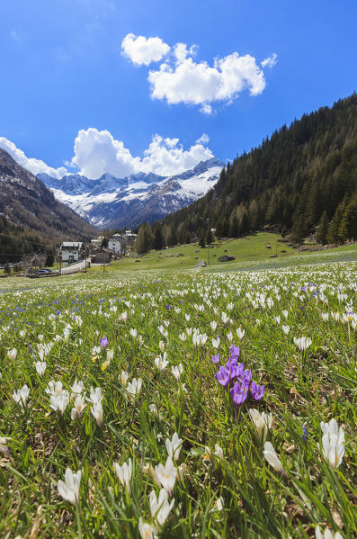 Green meadows covered of blooming crocus framed by snowy peaks Chiareggio Malenco Valley Valtellina Lombardy Italy Europe