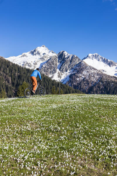 Mountain bike on green meadows covered by crocus in bloom Albaredo Valley Orobie Alps Valtellina Lombardy Italy Europe