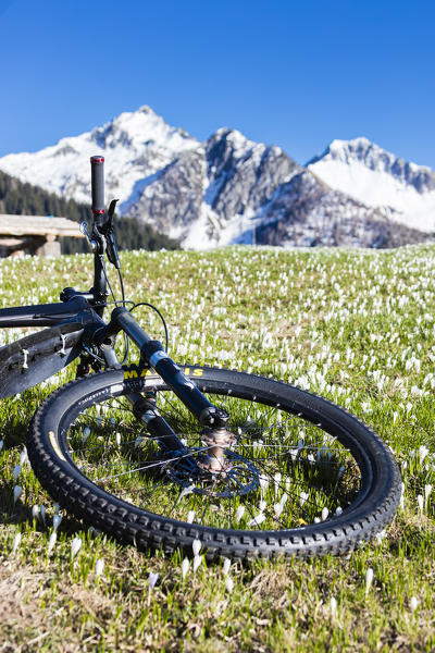 Mountain bike on green meadows covered by crocus in bloom Albaredo Valley Orobie Alps Valtellina Lombardy Italy Europe