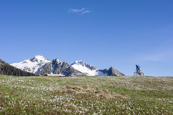 Mountain bike on green meadows covered by crocus in bloom Albaredo Valley Orobie Alps Valtellina Lombardy Italy Europe