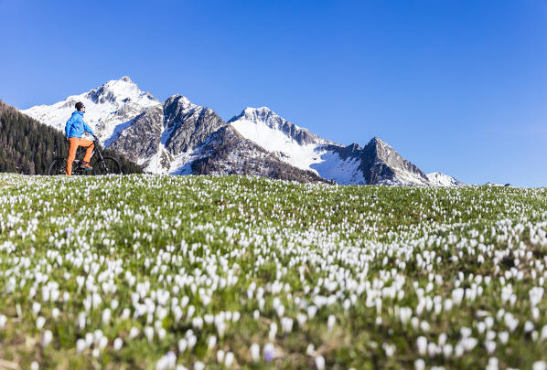 Panorama of cyclist with mountain bike framed by crocus in bloom Albaredo Valley Orobie Alps Valtellina Lombardy Italy Europe