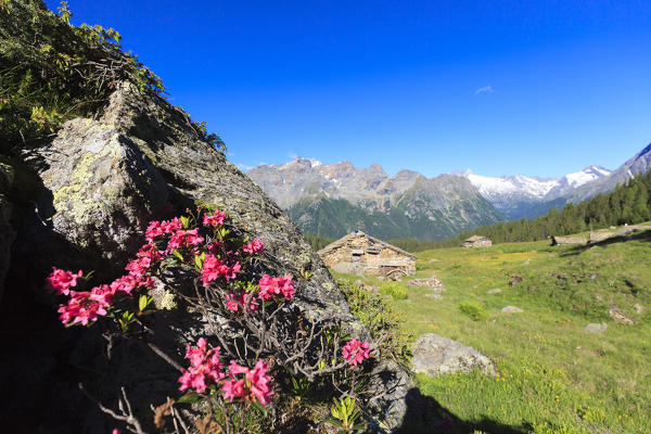 Rhododendrons among green meadows and hut framed by high peaks Alpe Roggione Malenco Valley Valtellina Lombardy Italy Europe