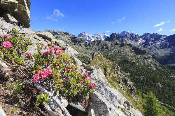 Rhododendrons framed by rocky peaks of  Bernina Group seen from Monte Roggione Malenco Valley Valtellina Lombardy Italy Europe