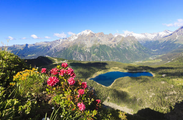 Rhododendrons and Lake Palù framed by Mount Disgrazia seen from Monte Roggione Malenco Valley Valtellina Lombardy Italy Europe