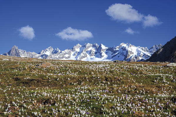 The snowy peaks frame the blooming Crocus Alpe Granda Sondrio province Masino Valley Valtellina Lombardy Italy Europe