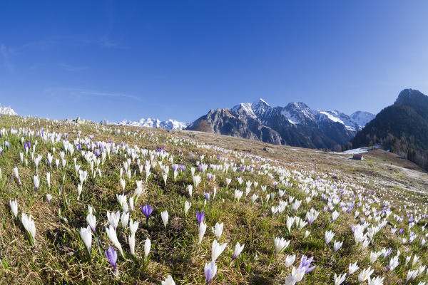 Crocus in bloom in meadows framed by snowy peaks Alpe Granda Sondrio province Masino Valley Valtellina Lombardy Italy Europe