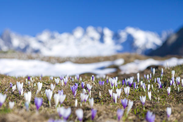 Close up of  blooming Crocus framed by snowy peaks Alpe Granda Sondrio province Masino Valley Valtellina Lombardy Italy Europe