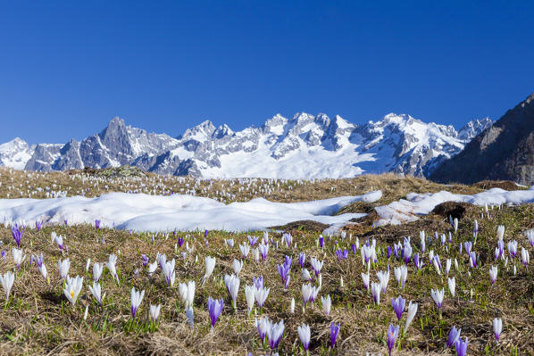 Colorful Crocus in meadows framed by snowy peaks Alpe Granda Sondrio province Masino Valley Valtellina Lombardy Italy Europe