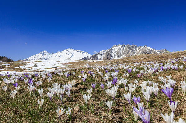 The snowy peaks frame the blooming Crocus Alpe Granda Sondrio province Masino Valley Valtellina Lombardy Italy Europe