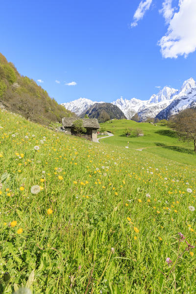 Green meadows and flowers framed by snowy peaks Soglio Maloja canton of Graubunden Engadin Bregaglia Valley Switzerland Europe