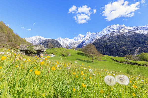 Green meadows and flowers framed by snowy peaks Soglio Maloja canton of Graubunden Engadin Bregaglia Valley Switzerland Europe