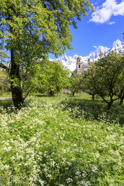 Old bell tower framed by flowers and snowy peaks Soglio Maloja canton of Graubunden Engadin Bregaglia Valley Switzerland Europe