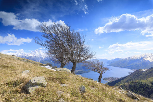 Isolated trees on meadows  with Lake Como on the background Montemezzo Alpe Zocca Lombardy Italy Europe