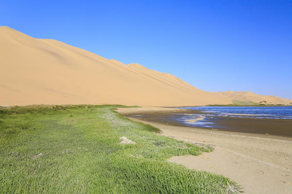 Carpet of grass in the lagoon framed by sand dunes modeled by wind Walvis Bay Namib Desert Erongo Region Namibia Southern Africa