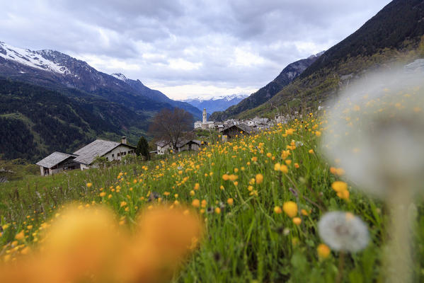 First lights of dawn on meadows of yellow flowers Soglio Maloja canton of Graubunden Engadin Bregaglia Valley Switzerland Europe