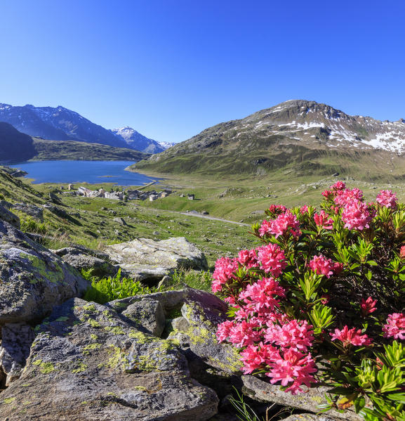 Panoramic of rhododendrons in bloom at Montespluga, Chiavenna Valley, Sondrio province, Valtellina, Lombardy, Italy, Europe