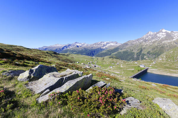 Rhododendrons in bloom on the rocks, Montespluga, Chiavenna Valley, Sondrio province, Valtellina, Lombardy, Italy, Europe