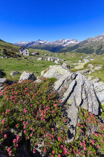 Rhododendrons in bloom on the rocks, Montespluga, Chiavenna Valley, Sondrio province, Valtellina, Lombardy, Italy, Europe