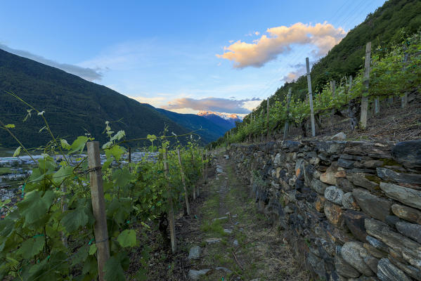 The terraced vineyards at sunrise, Tirano, province of Sondrio, Valtellina Lombardy, Italy, Europe