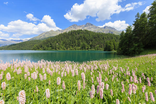 Spring bloom of Persicaria bistorta at Lej da Champfèr, St Moritz, canton of Graubünden, Upper Engadine, Switzerland, Europe