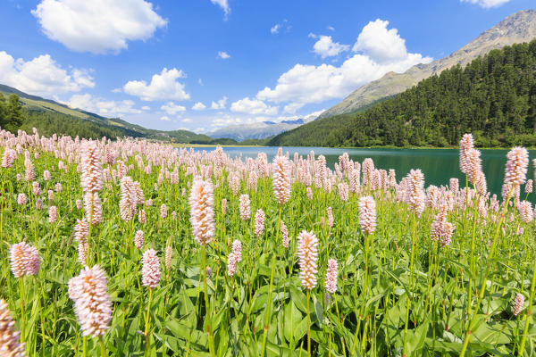 Spring bloom of Persicaria bistorta at Lej da Champfèr, St Moritz, canton of Graubünden, Upper Engadine, Switzerland, Europe