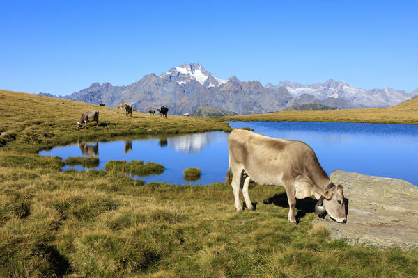 Cows grazing on the shore of Lakes of Campagneda Malenco Valley Lombardy province of Sondrio Valtellina Italy Europe