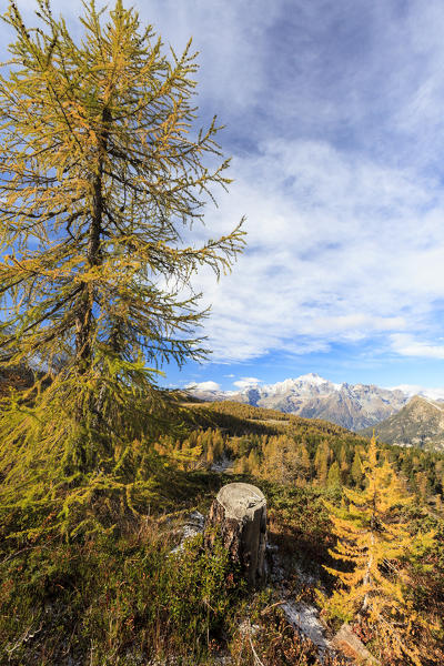 Red larches around Lake Mufulè framed by Monte Disgrazia Malenco Valley Lombardy province of Sondrio Valtellina Italy Europe