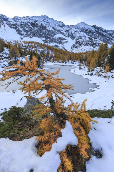 Frozen Lake Mufulè framed by larches and snow in autumn Malenco Valley Lombardy province of Sondrio Valtellina Italy Europe