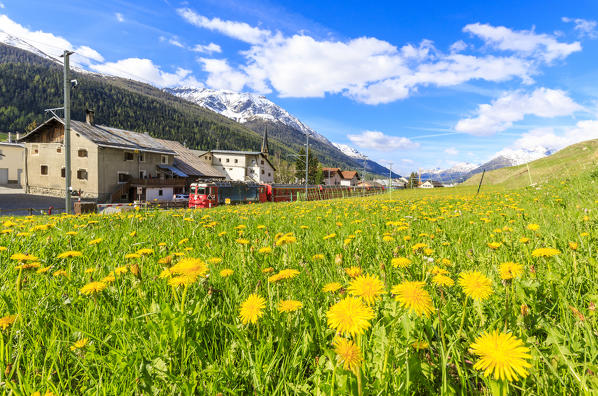 Bernina Express train surrounded by meadows of yellow flowers, S-chanf, canton of Graubünden, Maloja Region, Switzerland, Europe