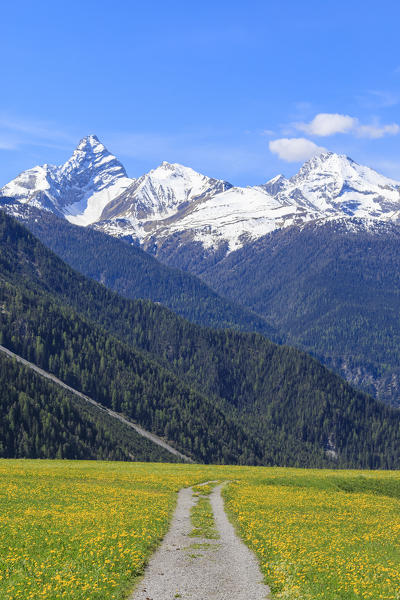 Path among meadows of yellow flowers, Davos Wiesen, Canton of Graubünden, Prettigovia Davos Region, Switzerland