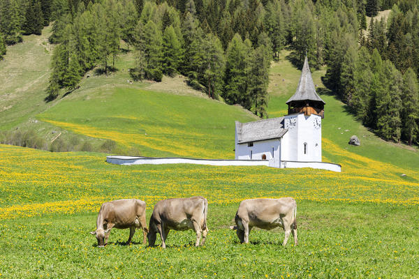 Cows grazing in the green meadows, Davos, Canton of Graubünden, Prettigovia Davos Region, Switzerland