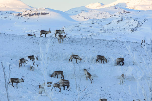 Herd of reindeer in the snow, Abisko, Kiruna Municipality, Norrbotten County, Lapland, Sweden