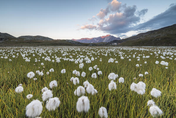 Sunrise on fields of cotton grass, Gavia Pass, Valfurva, Valtellina, Lombardy, Italy