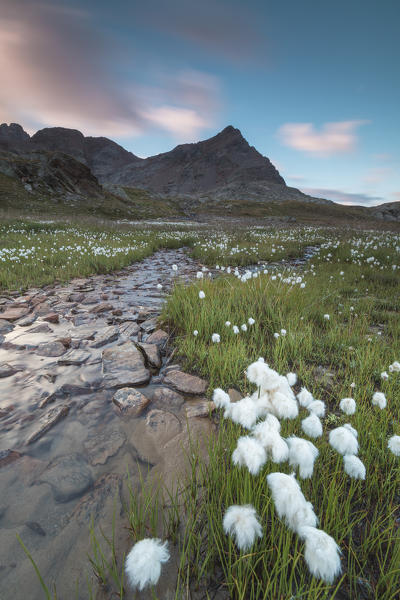 Flowering cotton grass in the alpine valley, Gavia Pass, Valfurva, Valtellina, Lombardy, Italy