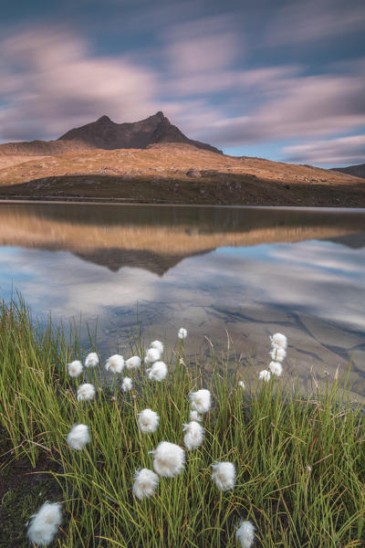 Cotton grass on the shore of Lago Bianco, Gavia Pass, Valfurva, Valtellina, Lombardy, Italy