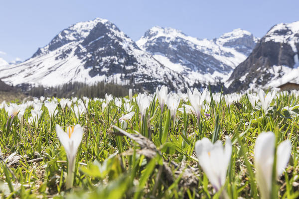 Close up of Crocus flowers during spring bloom, Davos, Sertig Valley, canton of Graubünden, Switzerland