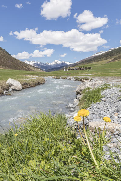 Yellow wildflowers on the shore of the alpine river, Davos, Sertig Valley, canton of Graubünden, Switzerland