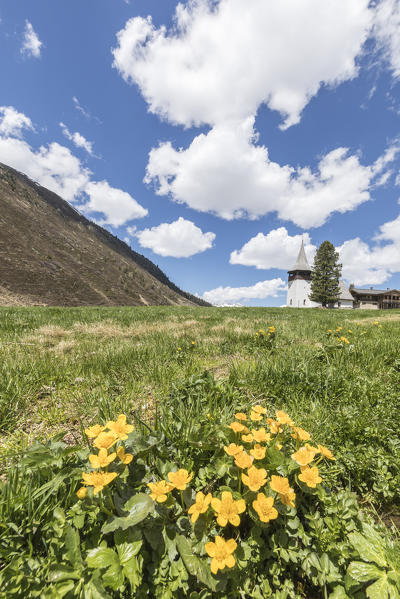 Yellow wildflowers around the ancient church, Davos, Sertig Valley, canton of Graubünden, Switzerland