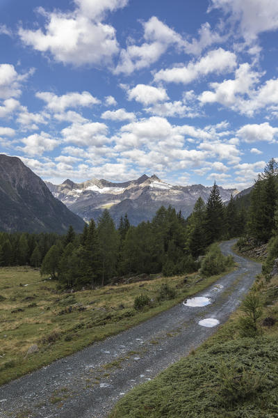 Path among alpine woods, Entova Alp, Malenco Valley, Sondrio province, Valtellina, Lombardy, Italy