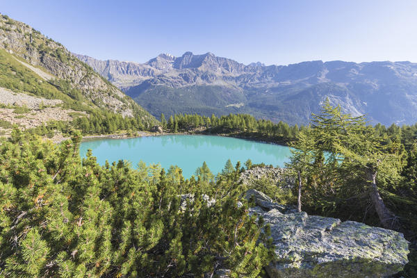 Lago Lagazzuolo surrounded by woods, Chiesa In Valmalenco, Province of Sondrio, Valtellina, Lombardy, Italy