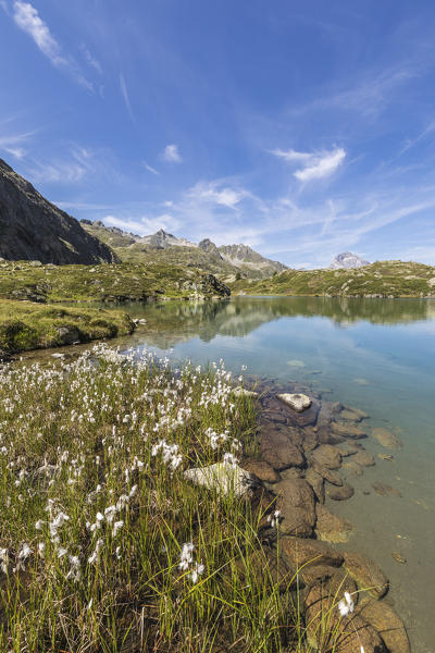 Wildflowers on the shore of the alpine lake, Crap Alv Lejets, Albula Pass, canton of Graubünden, Switzerland
